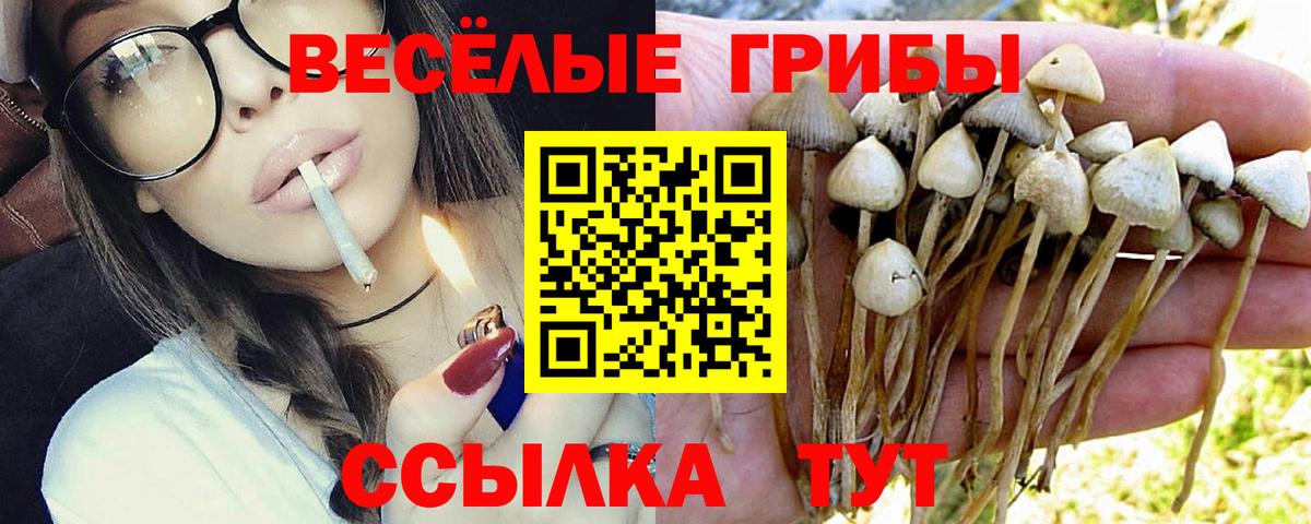 Псилоцибиновые грибы Psilocybine cubensis Бийск