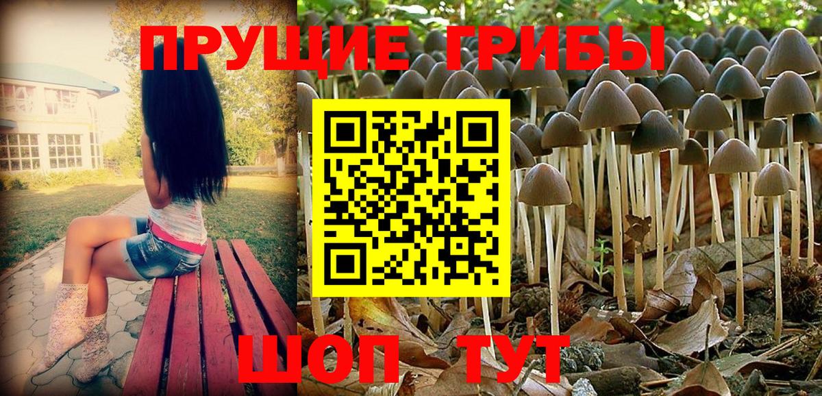 Бийск  Галлюциногенные грибы Cubensis  Вход с VPN  Псилоцибиновые грибы Cubensis 
